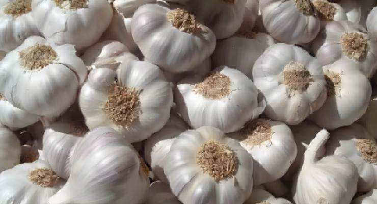 Ocean freight service FRESH GARLIC from CHINA to UAE