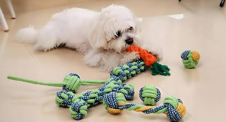 Import Dog Toys from China: Unlocking Opportunities for Pet Businesses